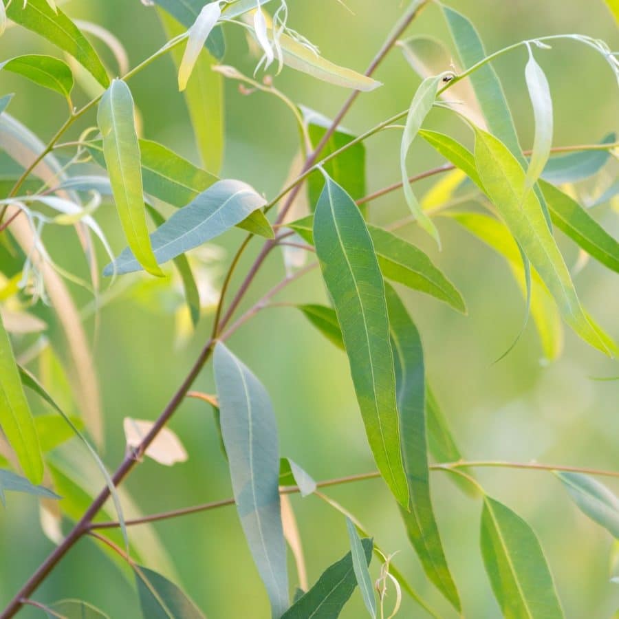 Eucalyptus, Peppermint