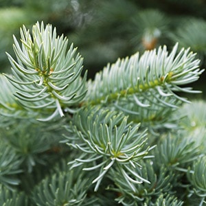 Fir, Balsam