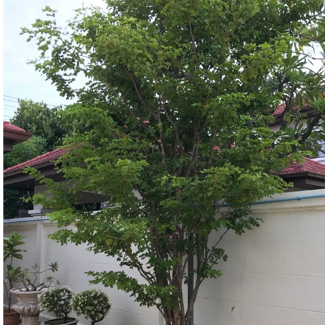 Guaiacwood