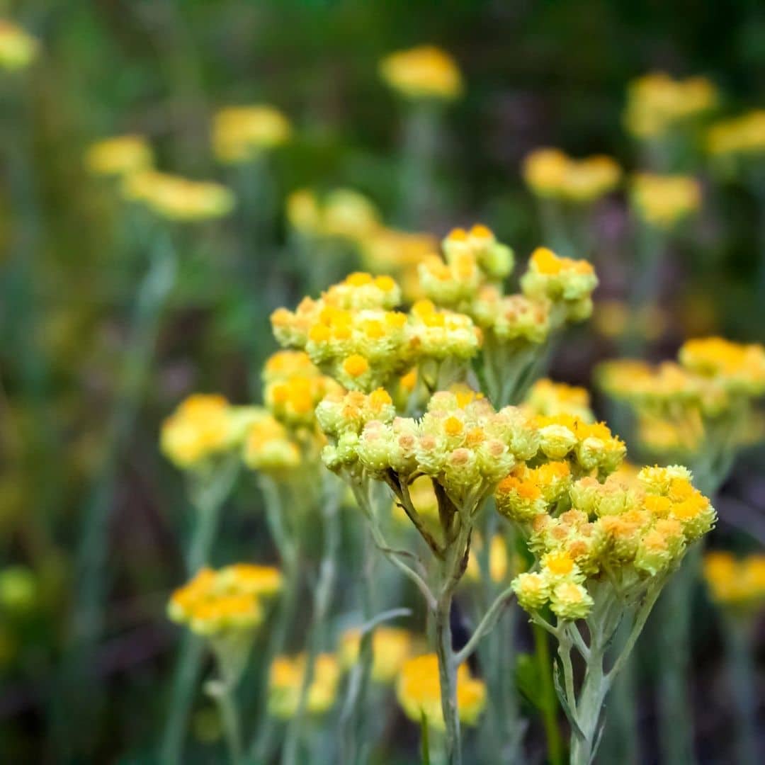 Helichrysum, Corsican