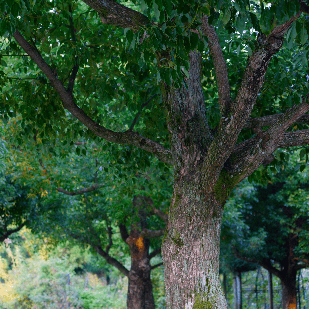 Ho Wood (Shui)