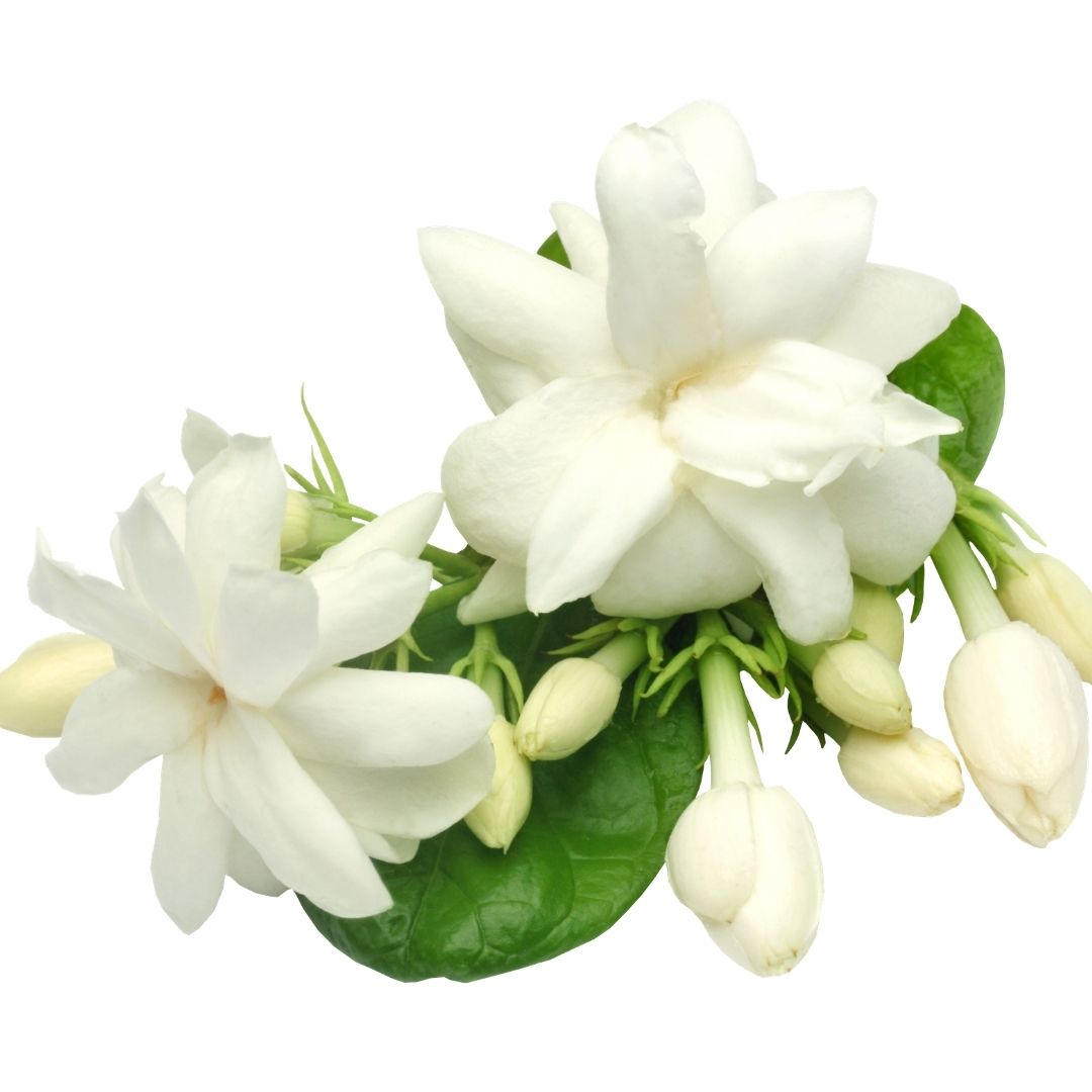 Jasmine Grandiflora Wax