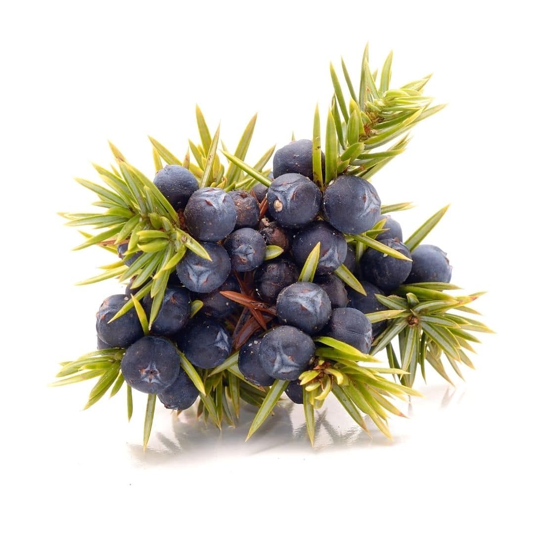 Juniper Berry CO2