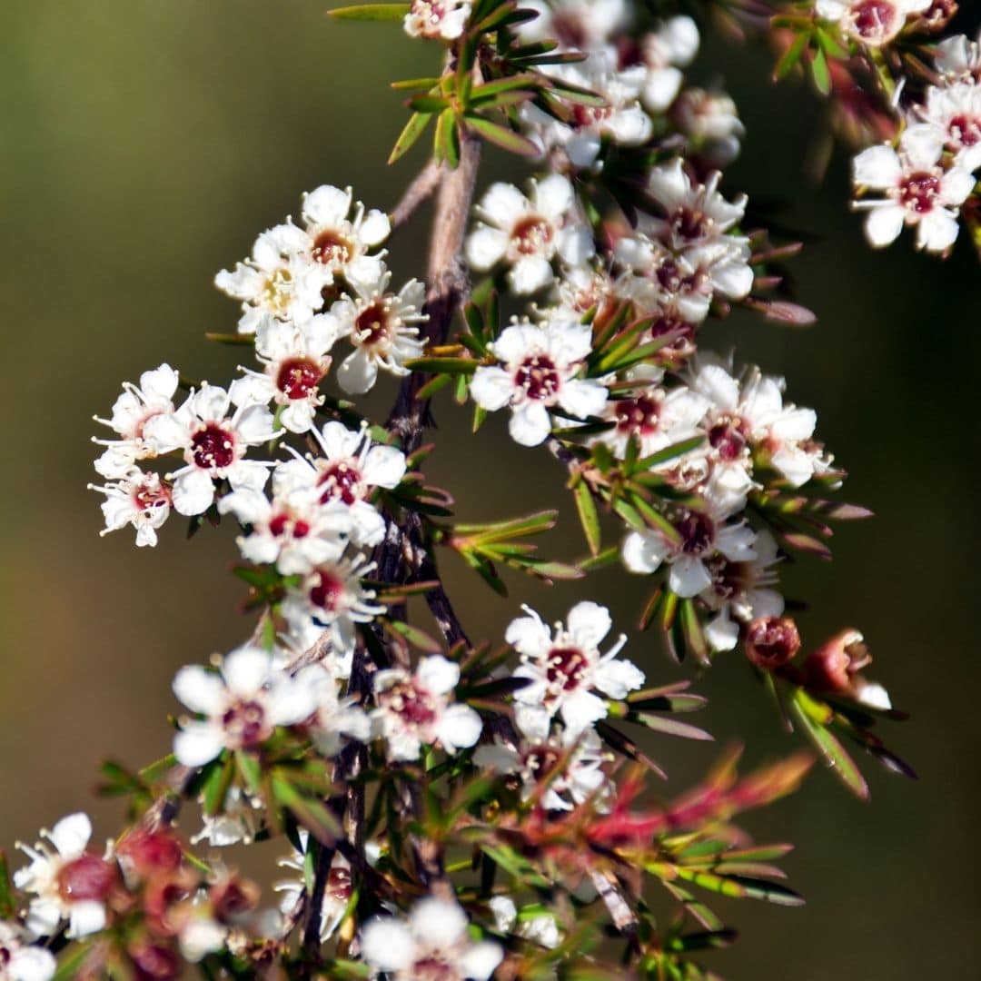 Kunzea