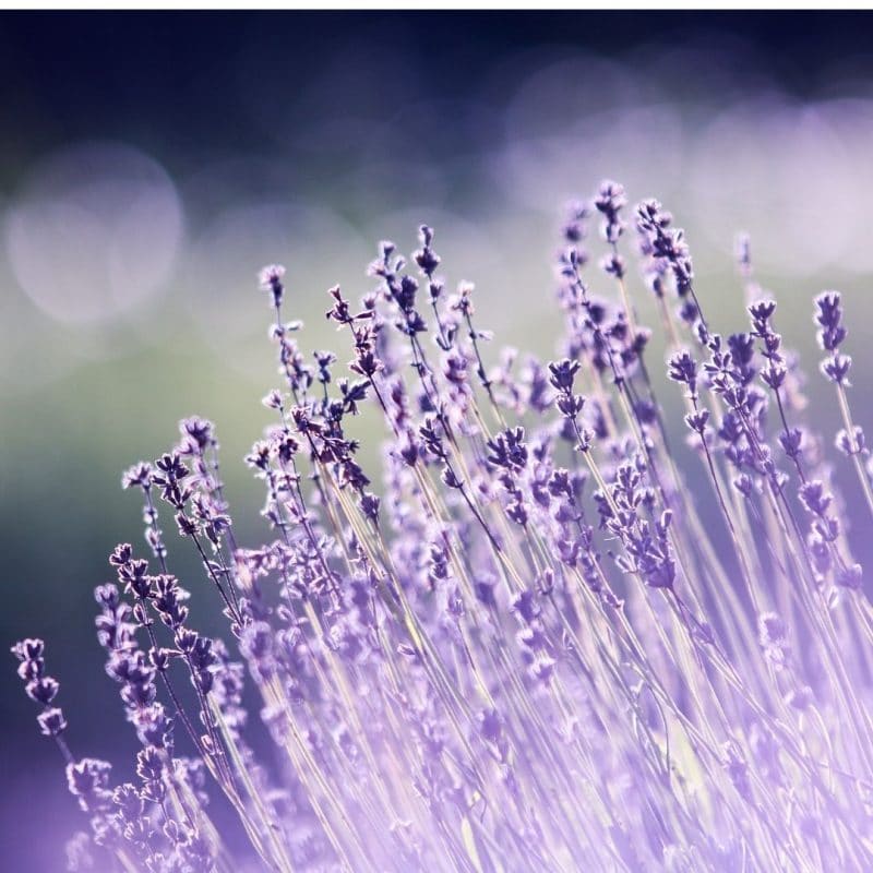 Lavender, Mailette