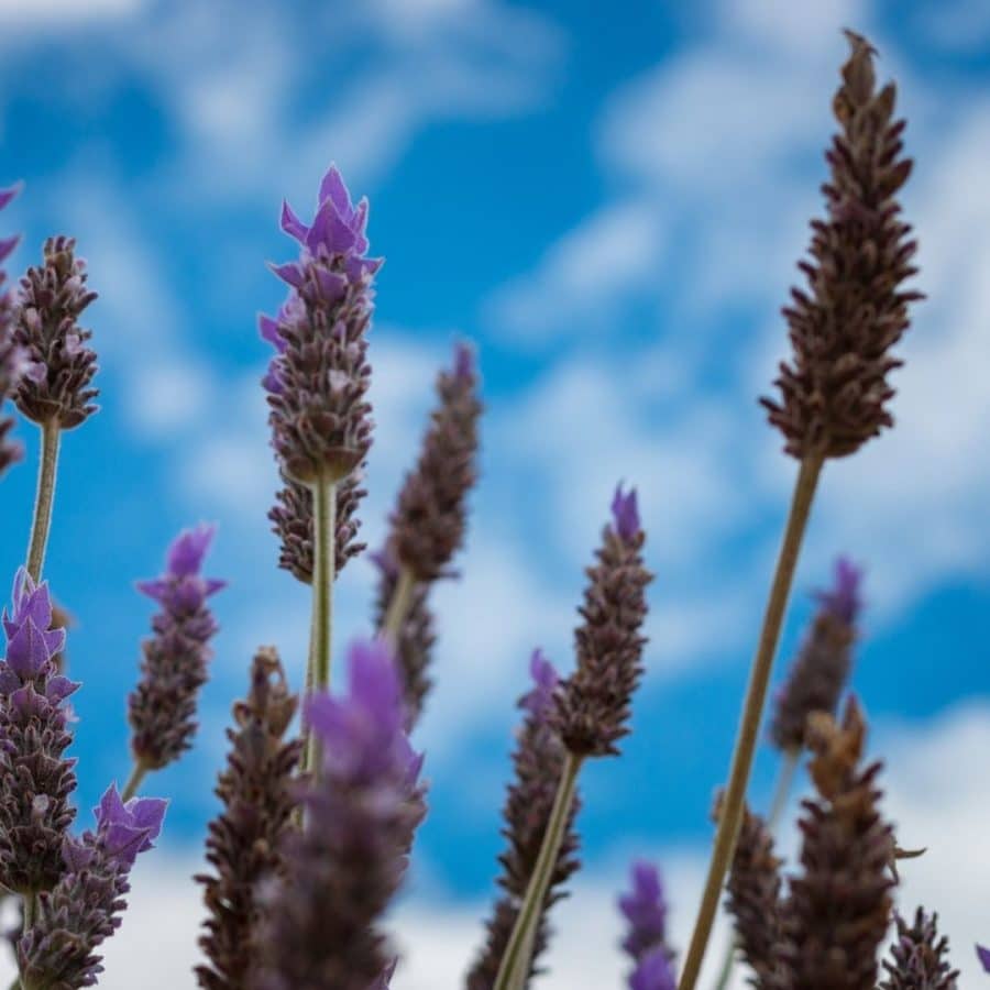 Lavender, Spike