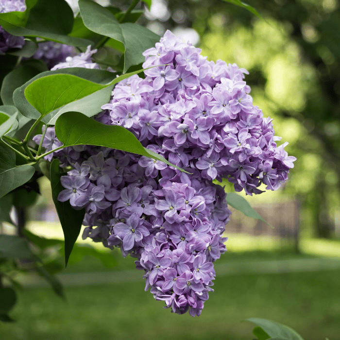 Lilac CO2 Total