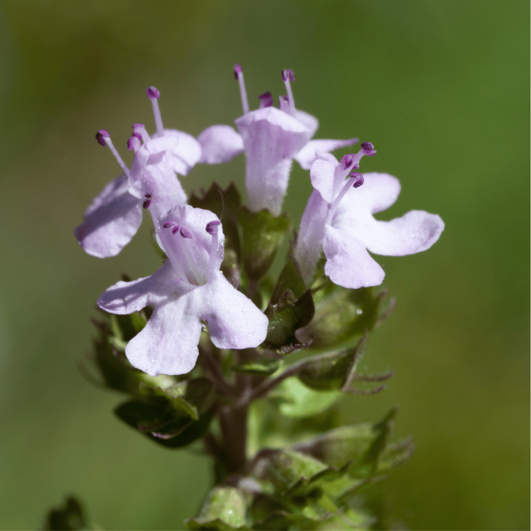 Oregano Spanish
