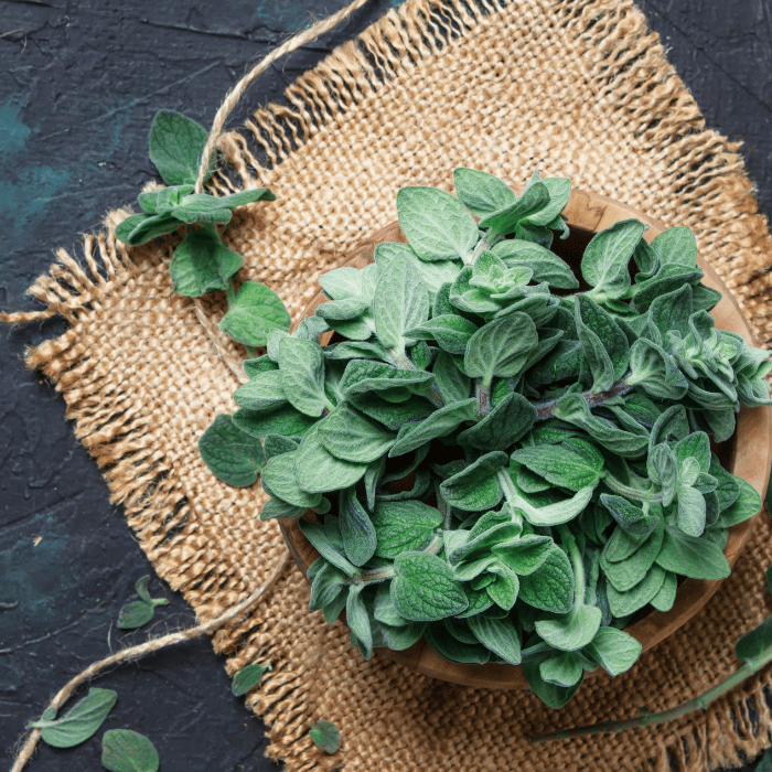 Oregano Vulgare Sicily (Italian Oregano)