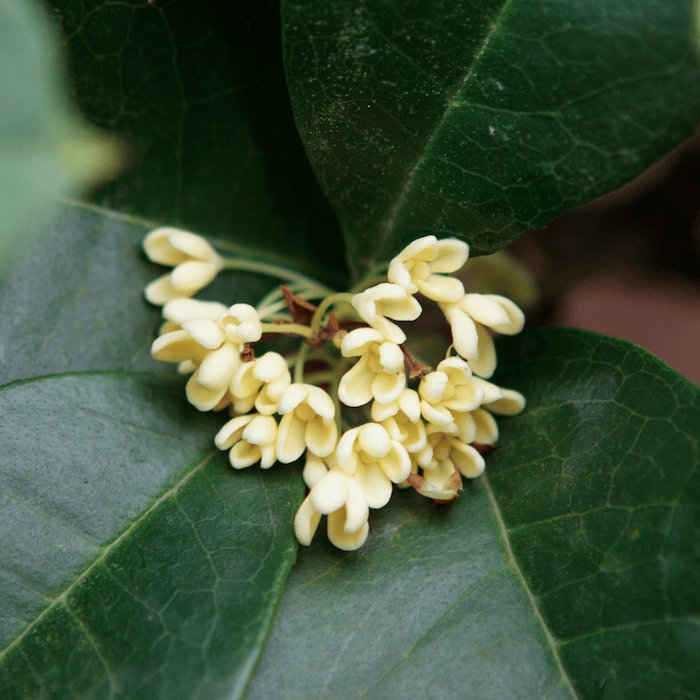 Osmanthus Absolute