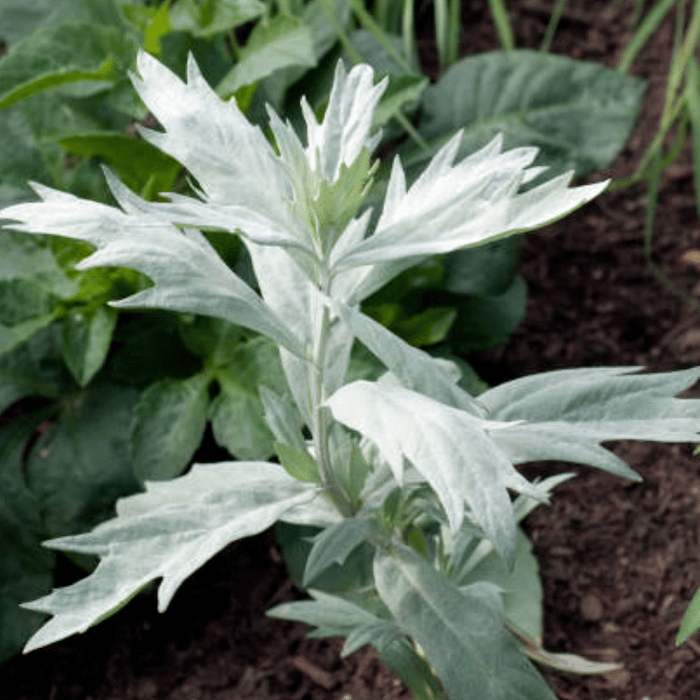 Owyhee Hydrosol