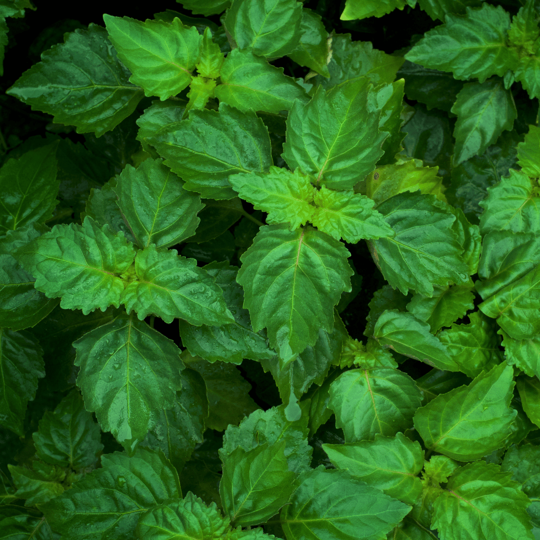 Patchouli, India