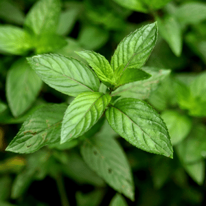 Peppermint Hydrosol