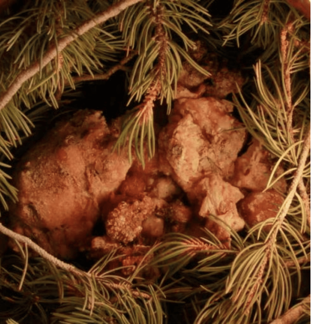 Pinon Pine Resin Oil