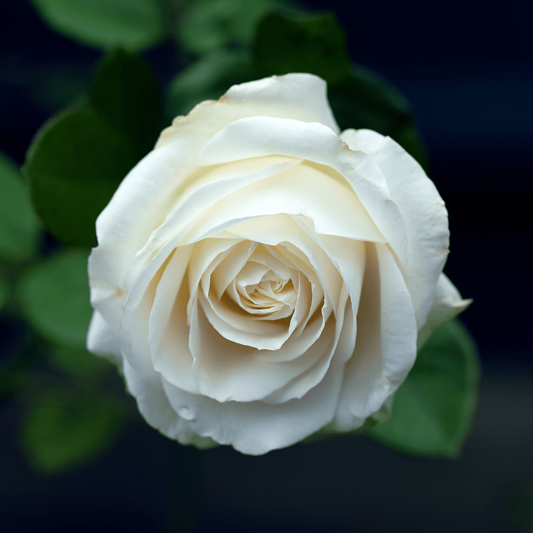 Rosa Alba (White Rose) CO2