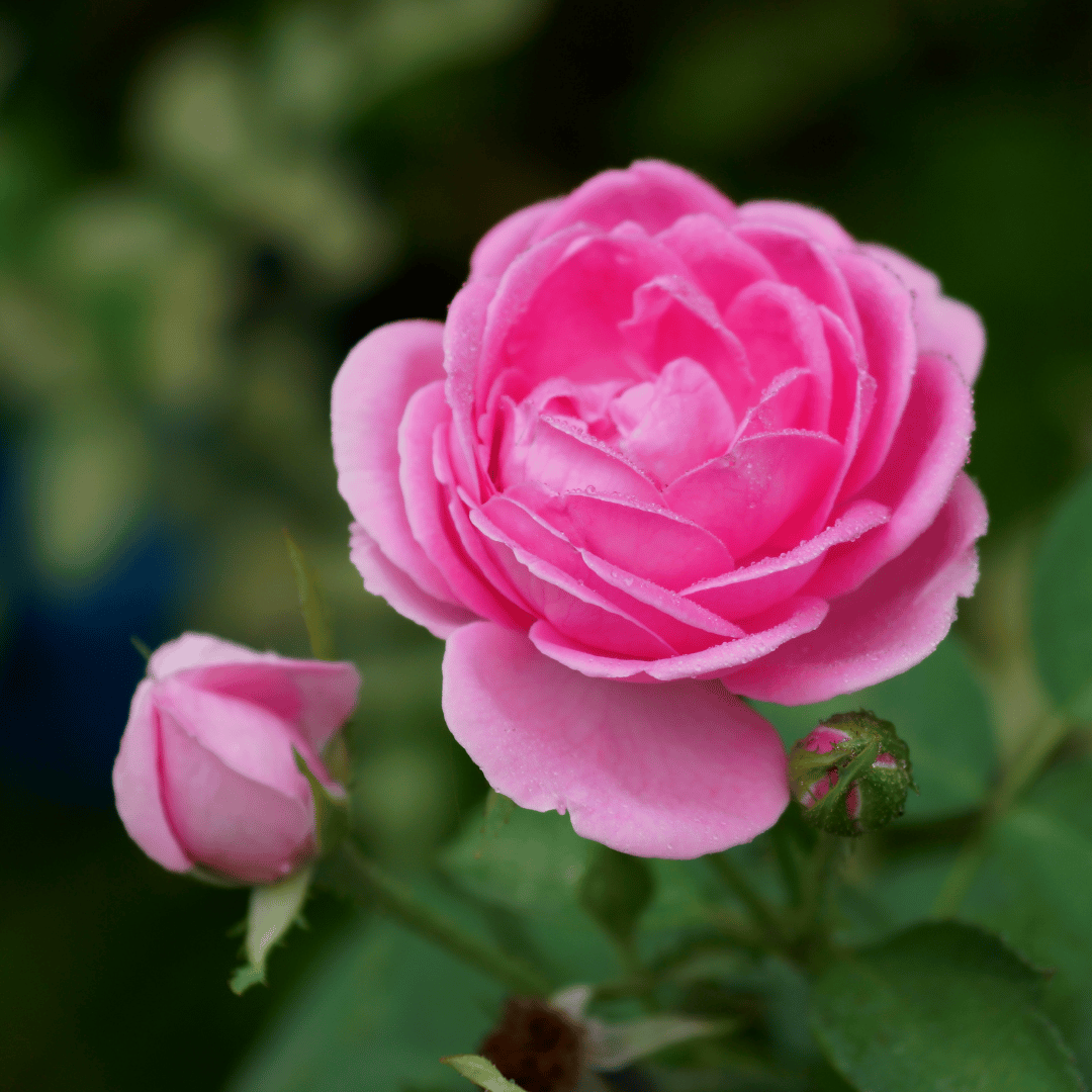 Rosa Damascena CO2