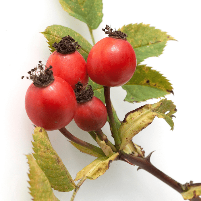Rose Hip Fruit Extract