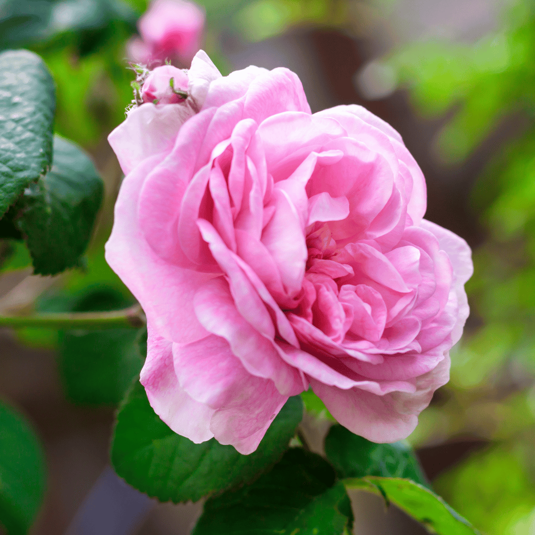 Rose Maroc Absolute, 5% Dilution