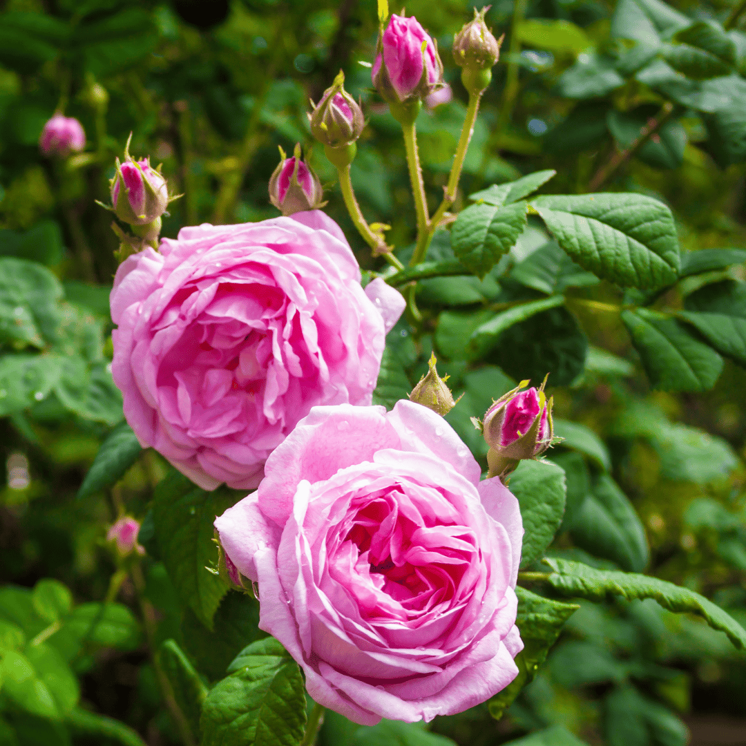 Rose Otto, Turkish