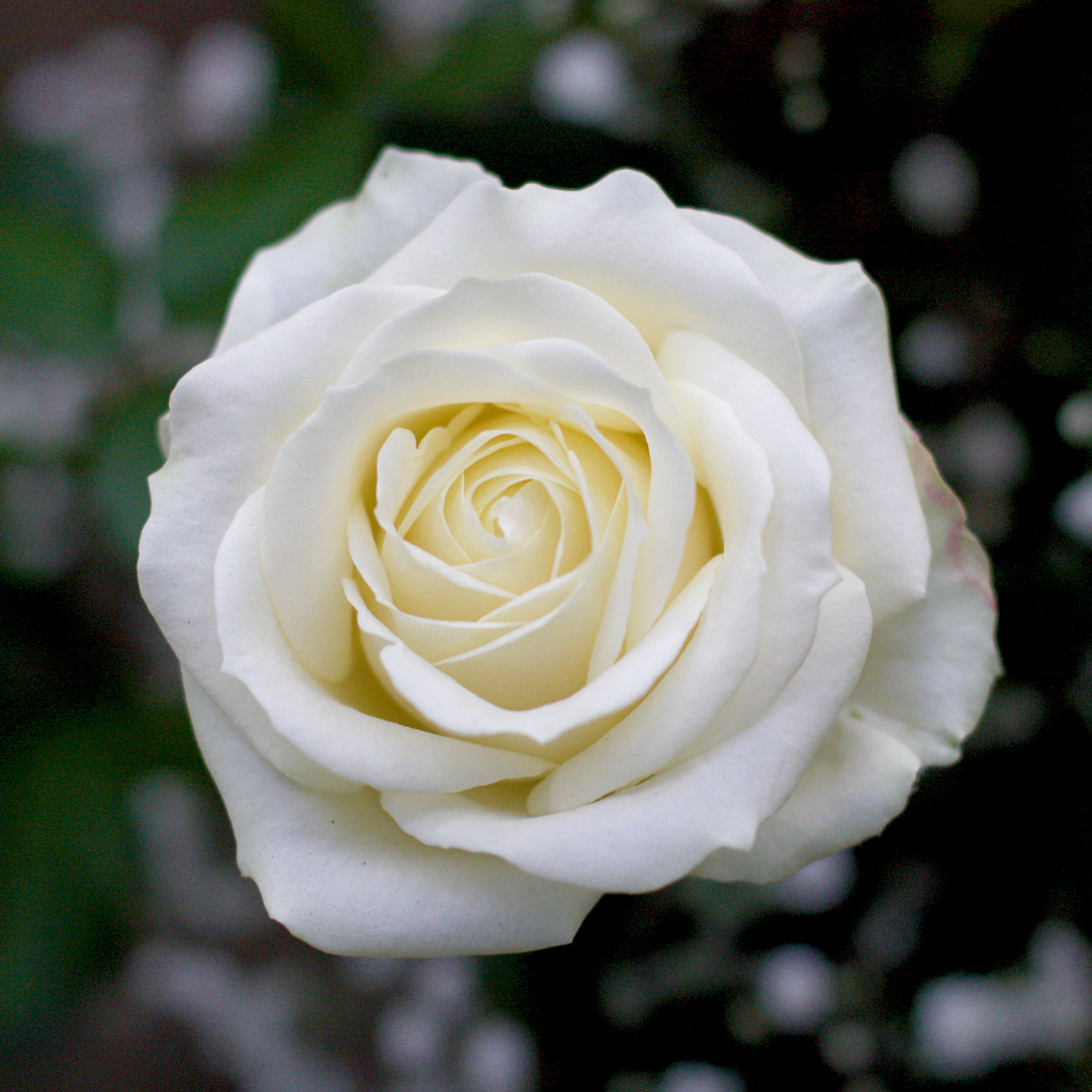 Rosa Alba Hydrosol