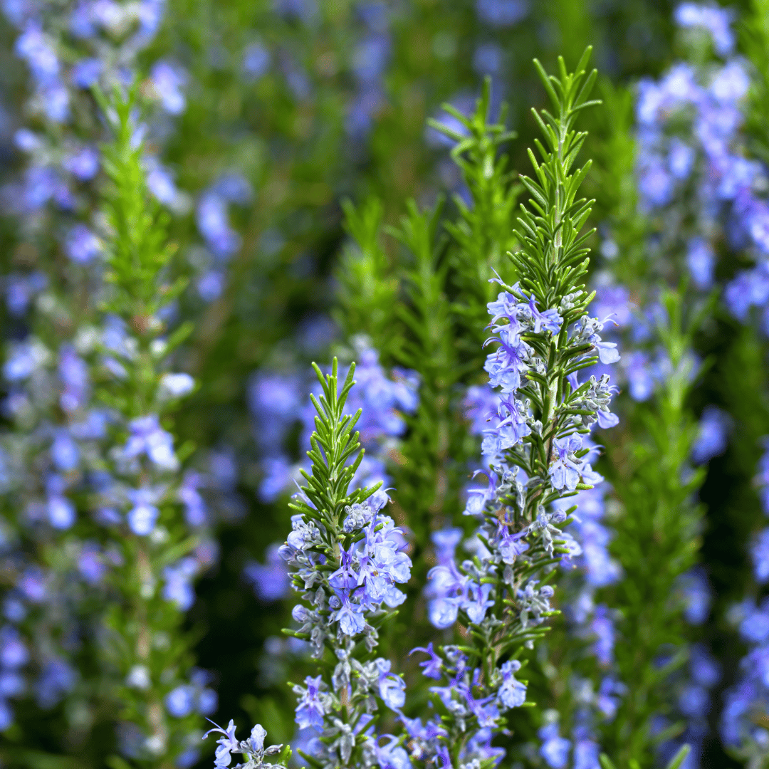 Rosemary A-Pinene