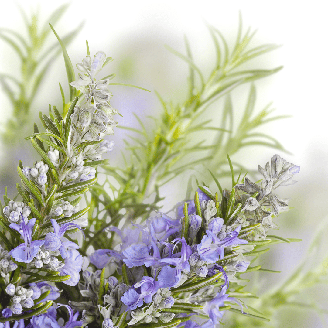 Rosemary Cineole CO2