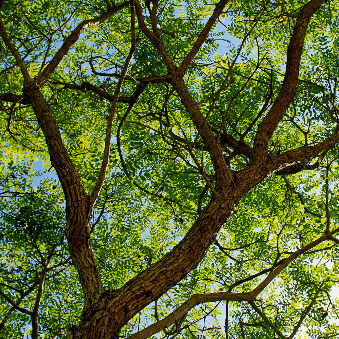 Rosewood (Bois de Rose)