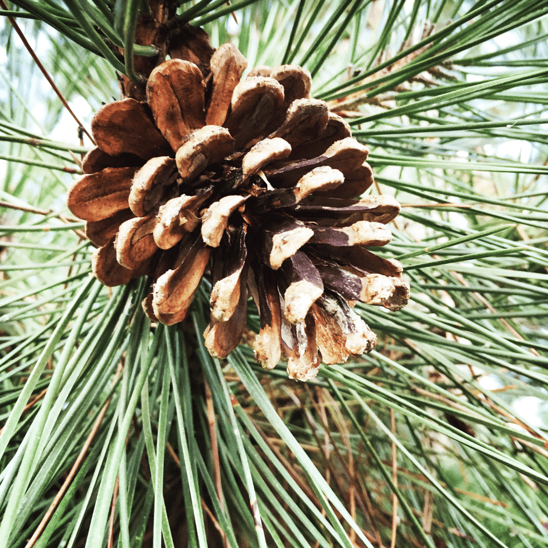 Southwest White Pine Cone