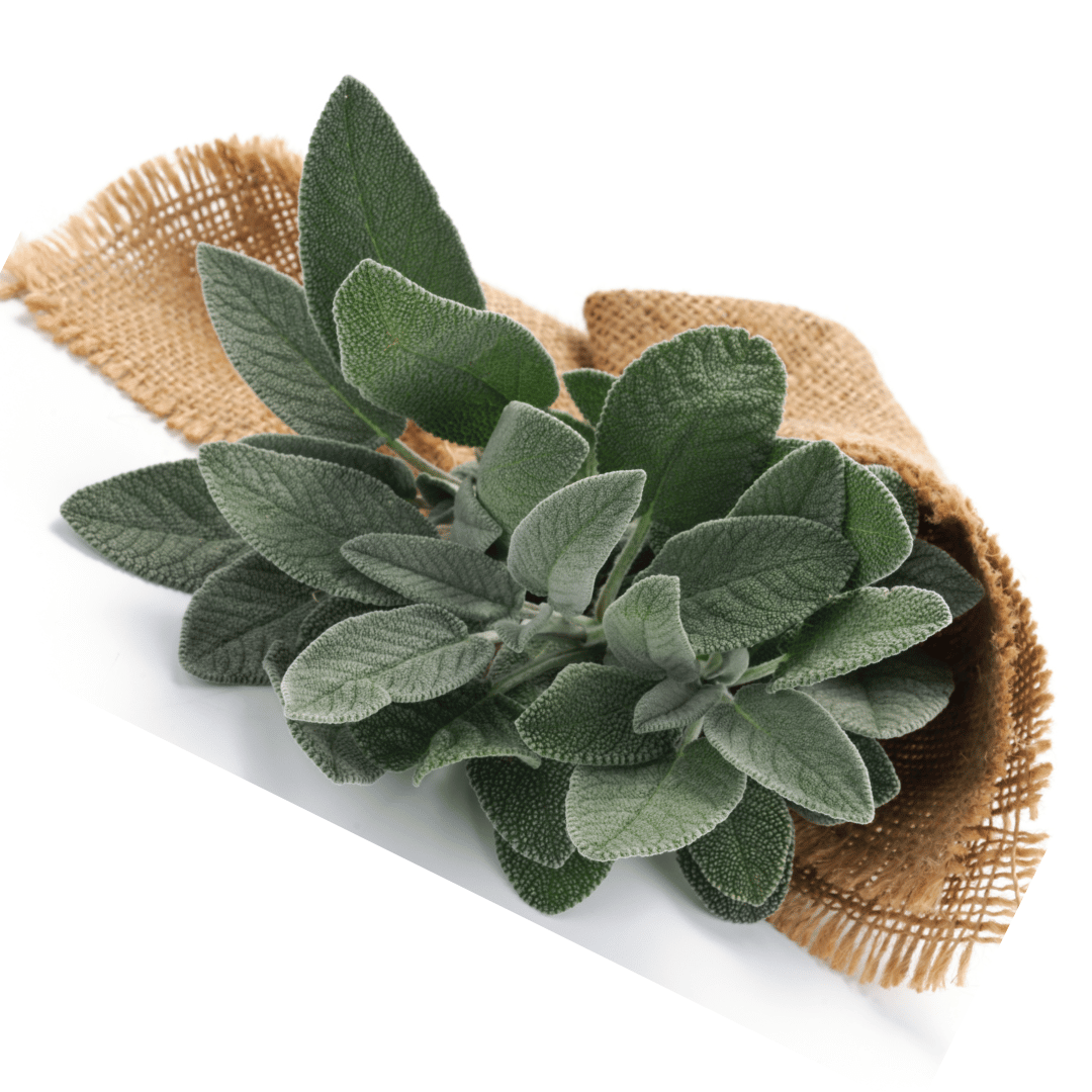 Sage, White, Hydrosol
