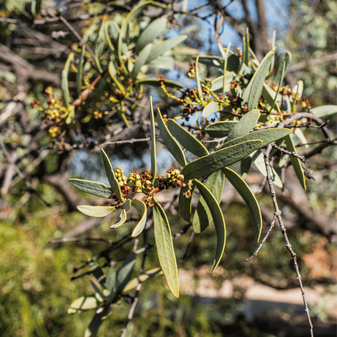 Sandalwood, Australian