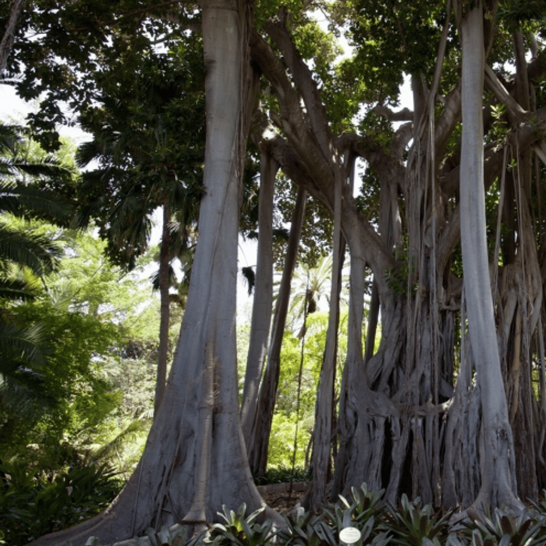Siam Wood