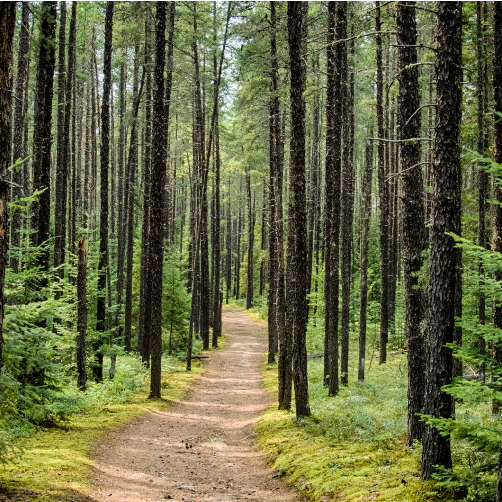 Spruce, Black