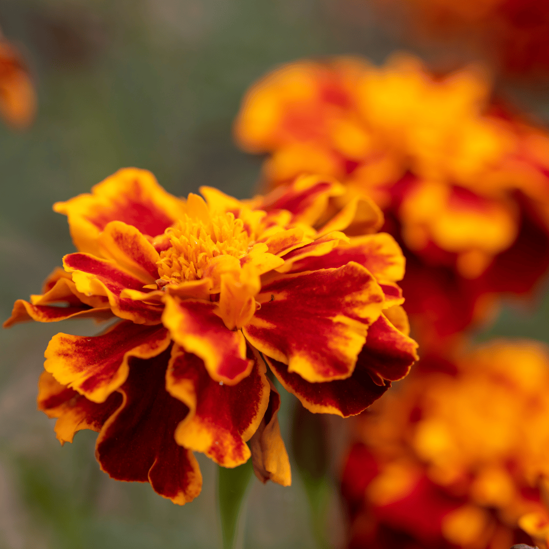 Tagetes (Marigold)