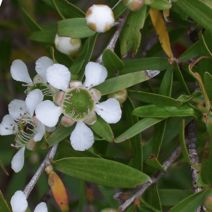 Lemon Tea Tree