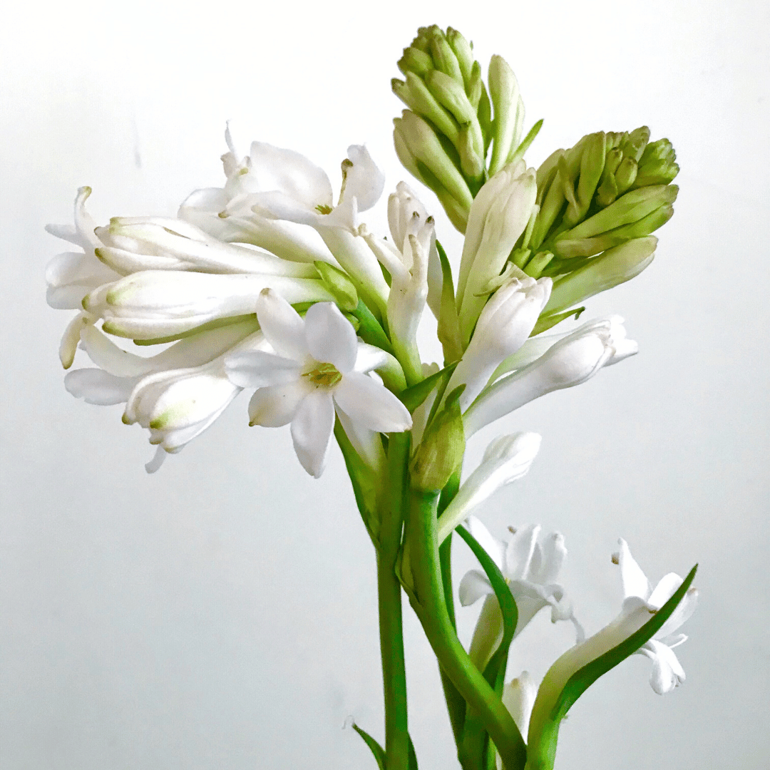 Tuberose Wax