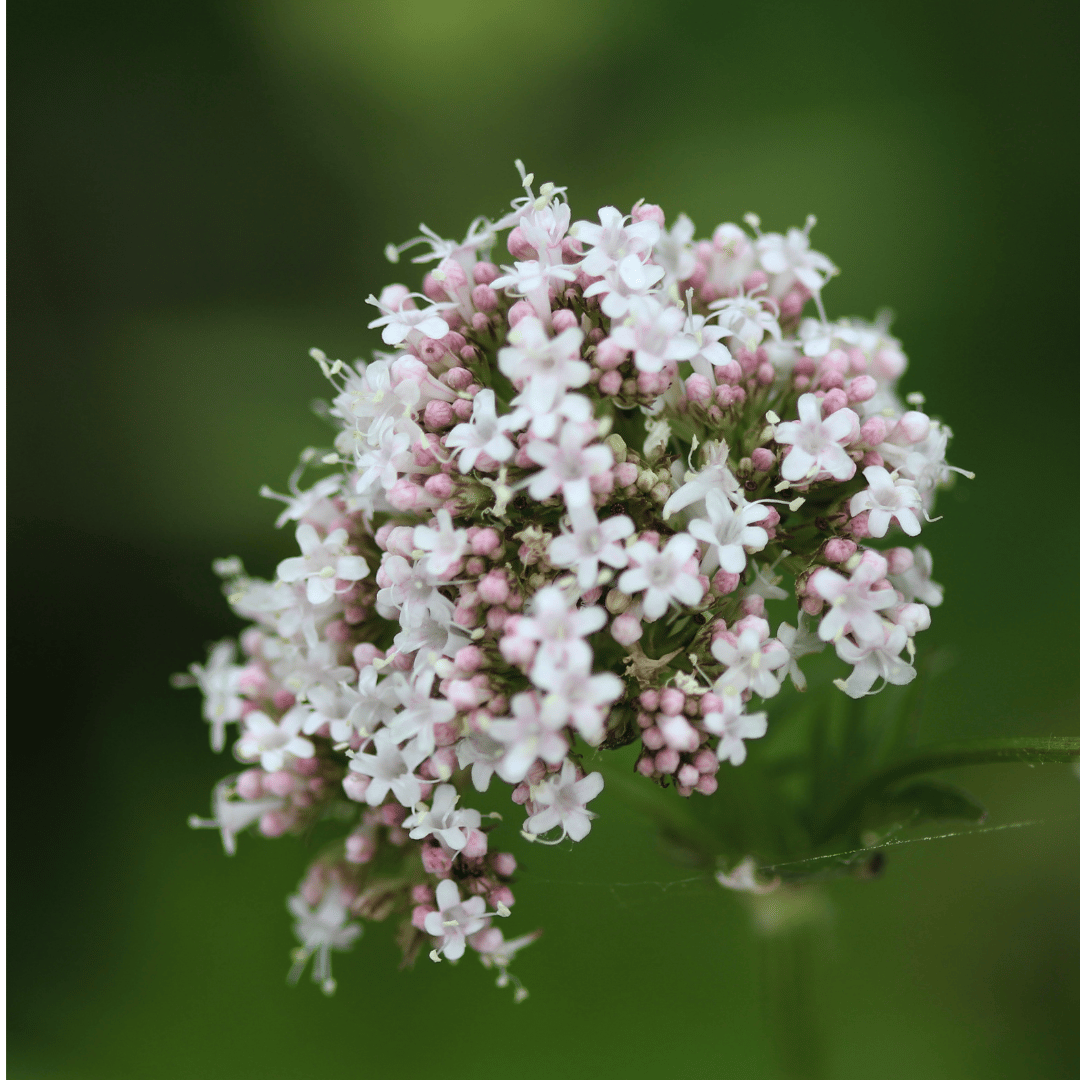 Valerian