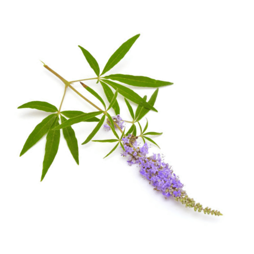 Vitex (Chasteberry) Leaf and Berry