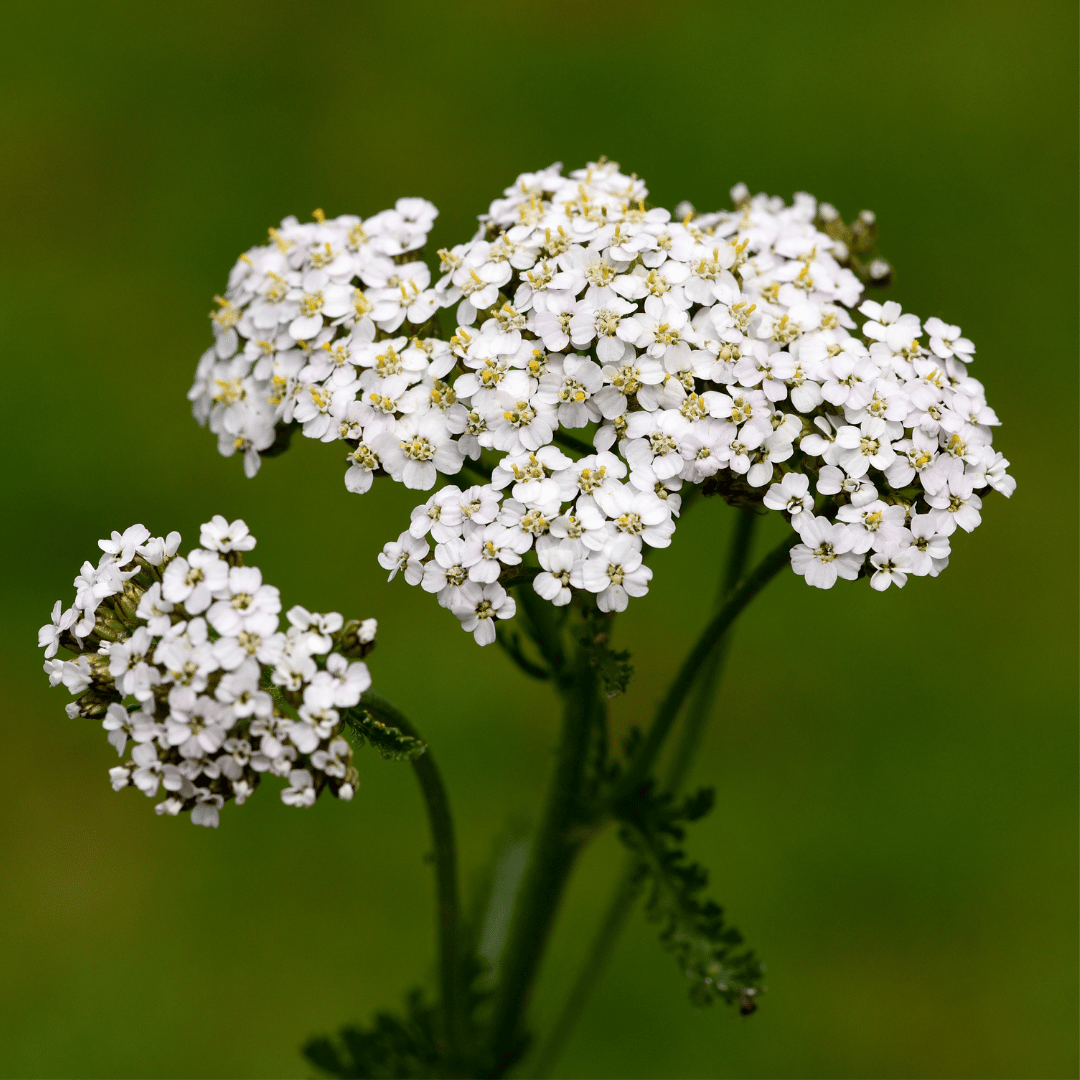 Yarrow Hydrosol