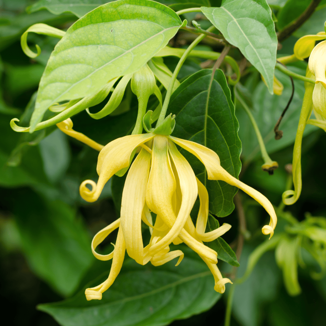 Ylang-Ylang Complete