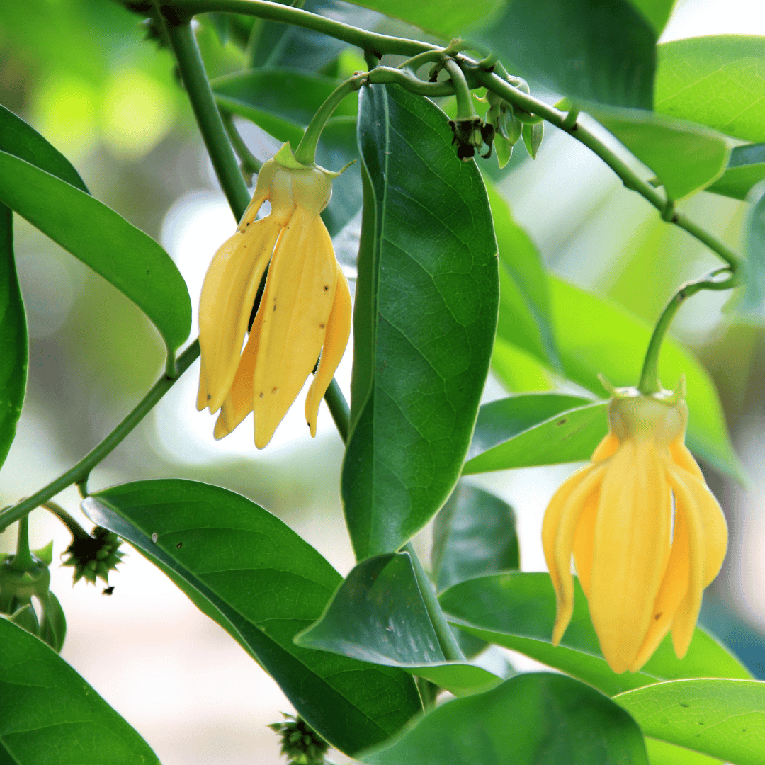 Ylang-Ylang VOP