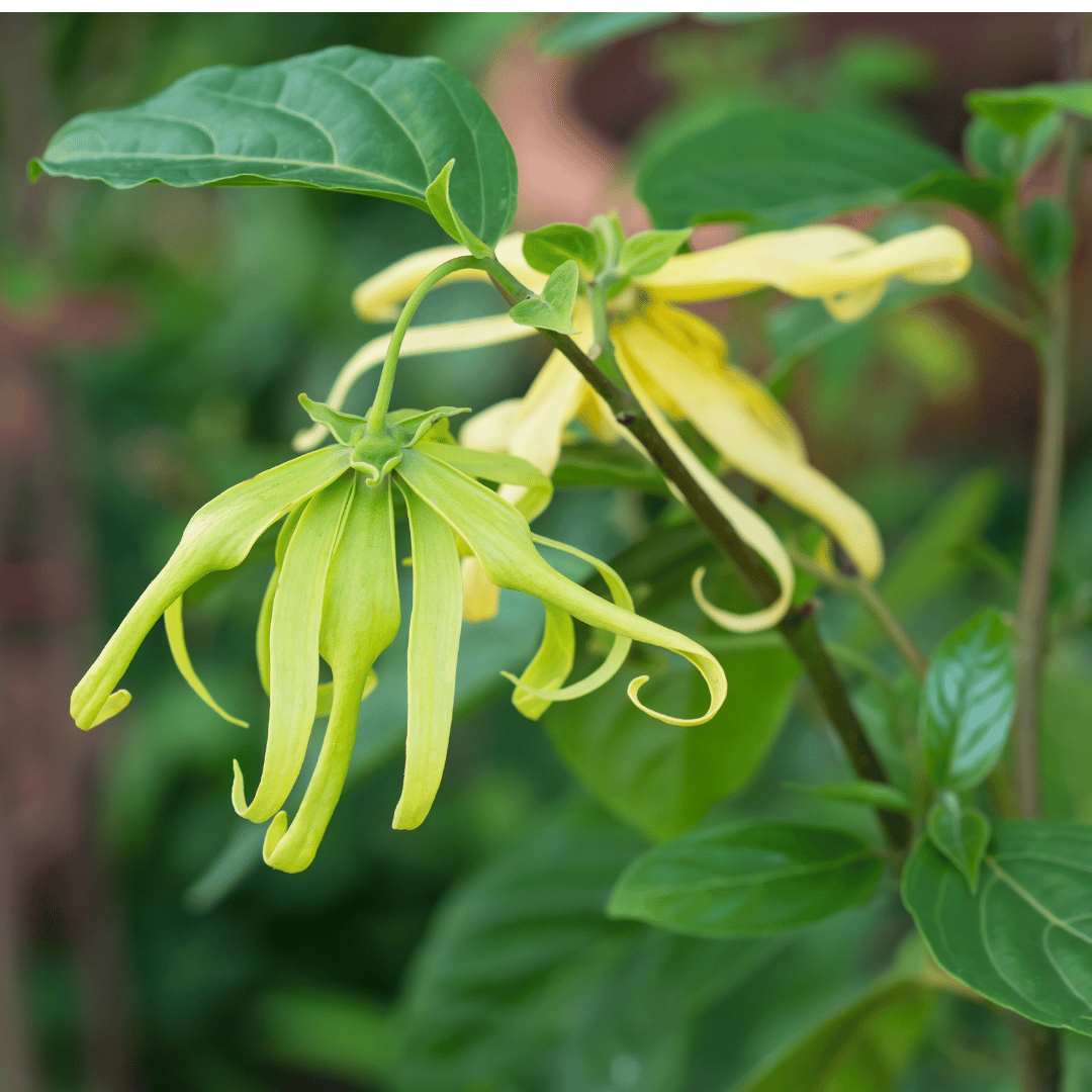 Ylang-Ylang Extra