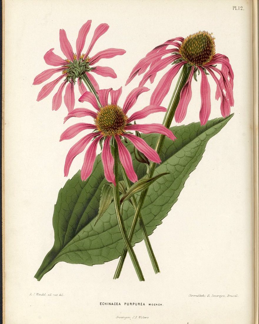 Echinacea Immune Drops