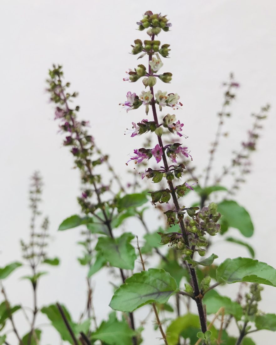 Holy Basil Tulsi Extract
