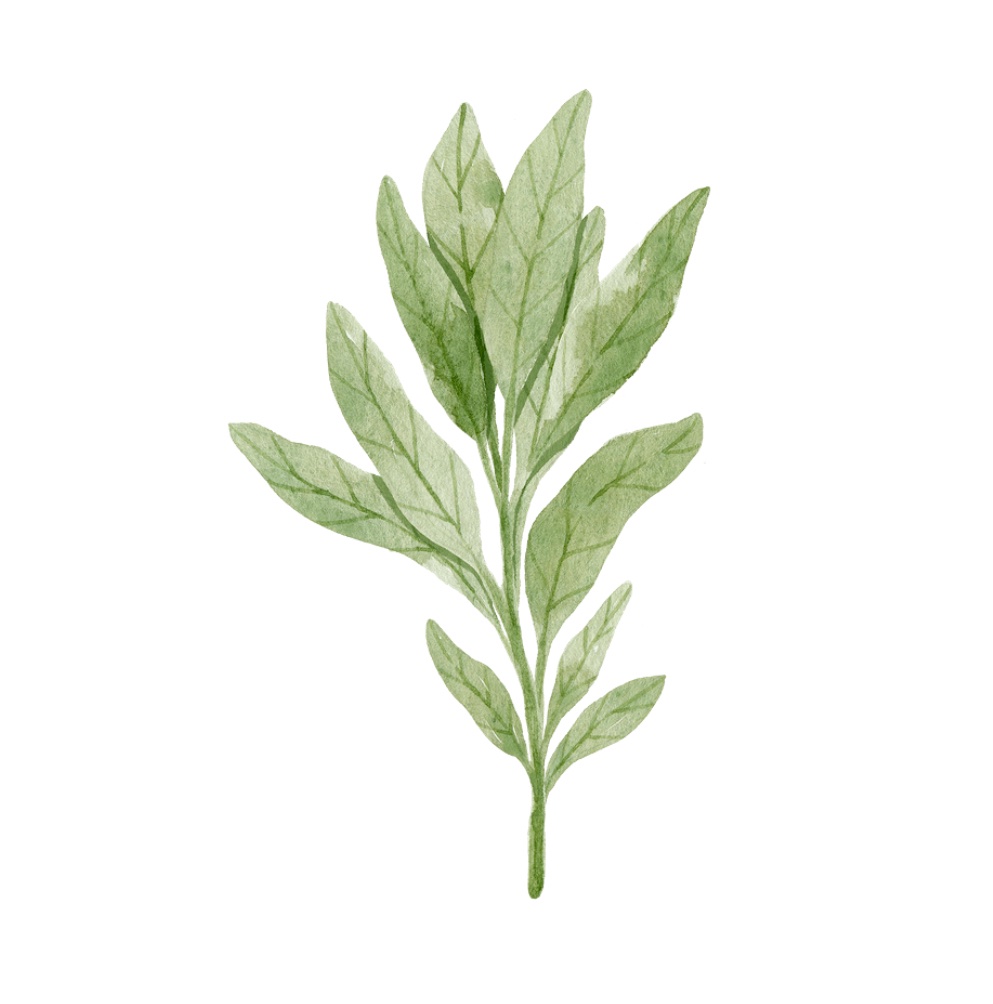 White Sage