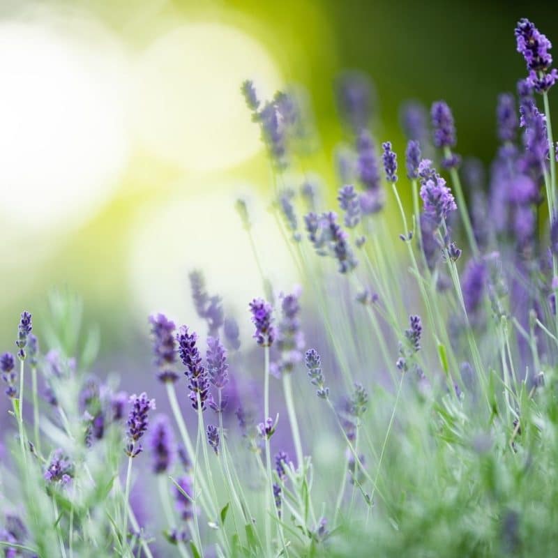 Lavender, English