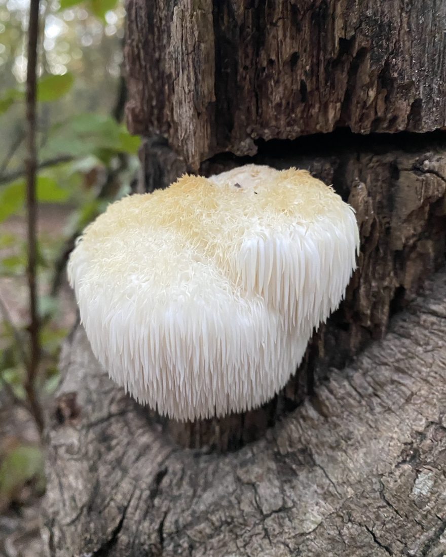 Lion's Mane Focus Capsules