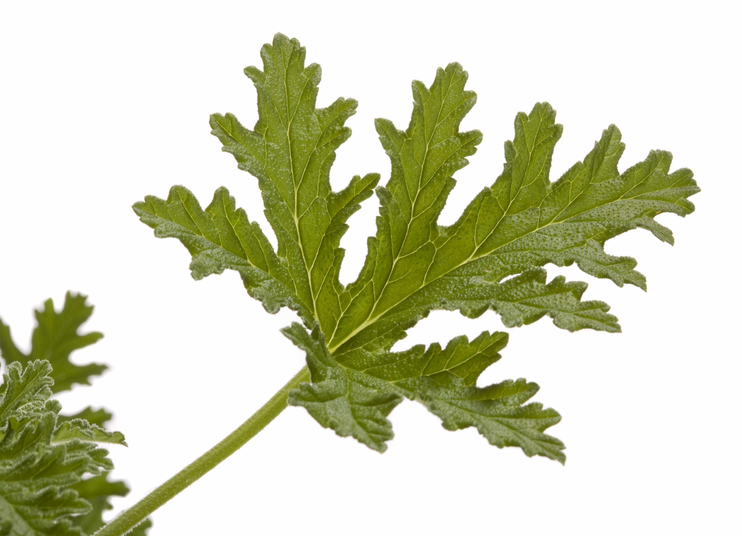 Rose Geranium